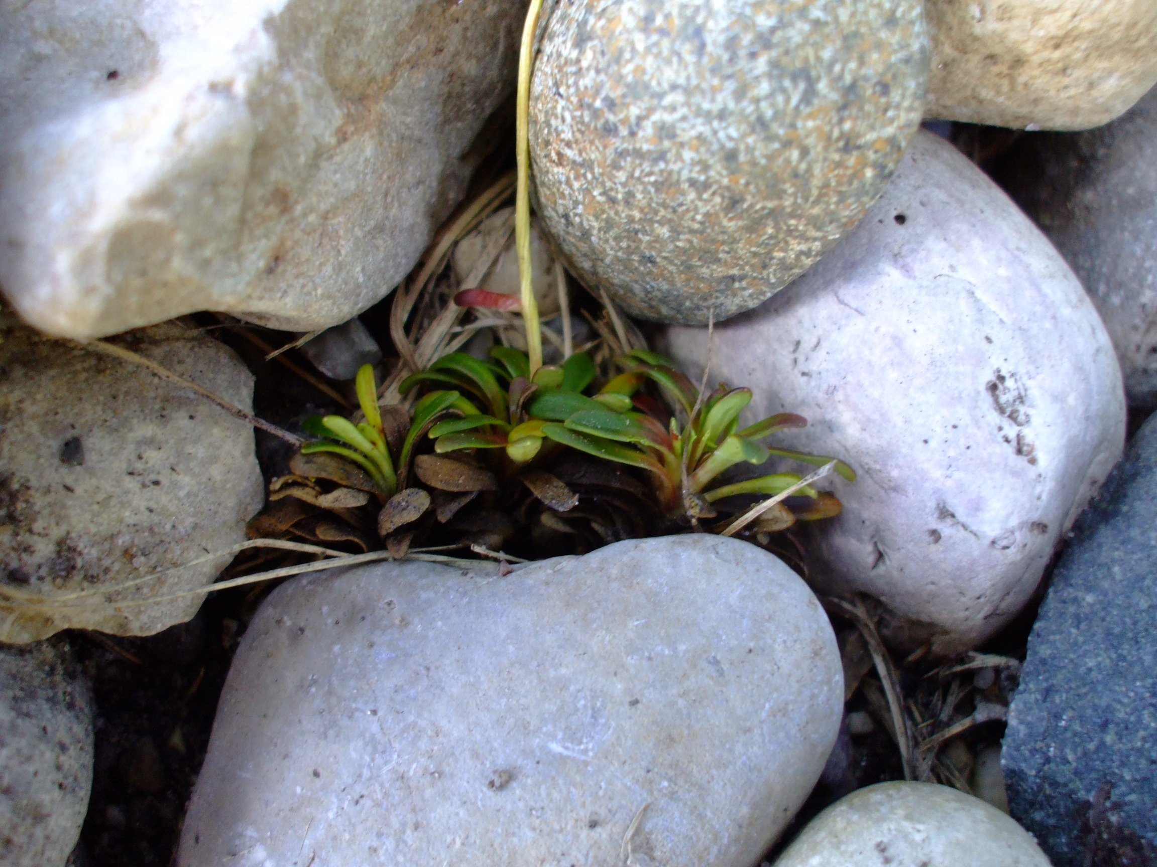 Diapensia lapponica